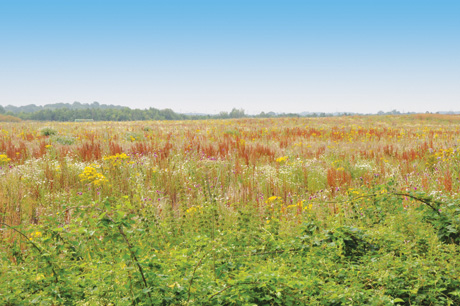 Countryside From Burghfield